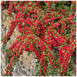 50 Cotoneaster suecicus Coral Beauty In 9cm Pots, Orange-Red Berries