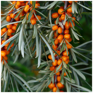 50 Sea Buckthorn Plants 2-3ft Edible Coastal Hedging, Hippophae Rhamnoides