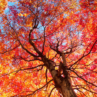 3 Acer rubrum  / Red Maple, 2-3 Tall, Stunning Autumn Colours