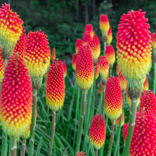 Kniphofia Flamenco / Red Hot Poker / Torch Lily In 9cm Pot, Stunning Bright Colours