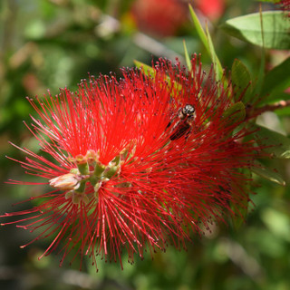 Callistemon Citrinus 'Splendens' In a 2L Pot, Stunning Bright Red Flowers