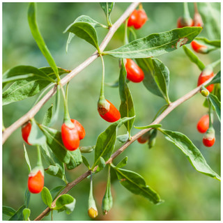 3 Goji Berry / Lycium Barbarum In 9cm Pots, Full of Essential Nutrients!