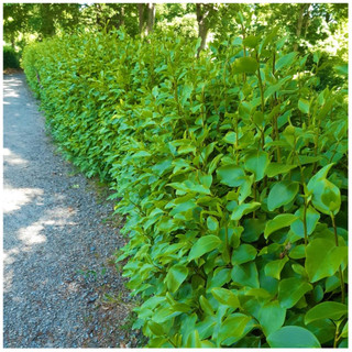 1 Griselinia Hedging Plant 2-3ft Tall, 2L Pot Multi-stemmed, Fast Growing