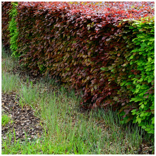 100 Mixed Green & Purple Beech Hedging Plants 2-3ft Fagus Sylvatica Trees