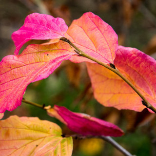 Parrotia Perscia 'Bella' / Persian Ironwood Tree in 12cm Pot, Stunning Peeling Bark