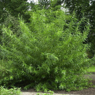 100 Common Osier Willow 3-4ft,For Basket Making, Salix Viminalis Hedging Plants