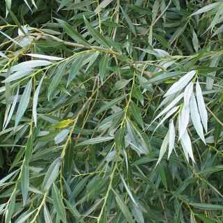 10 White Willow 3-4ft,Salix Alba Hedging Plants, Quick Growing Screen