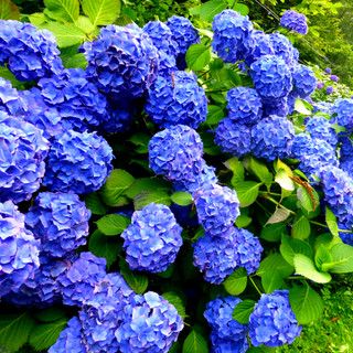 Hydrangea macrophylla 'Early Blue' In 2L Pot, Stunning Clusters of Blue Flowers