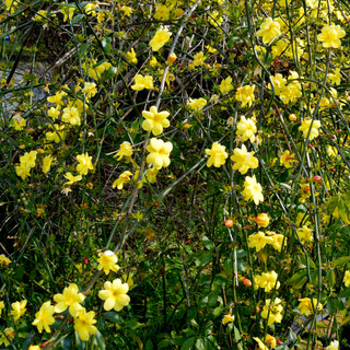 3 Jasminum Nudiflorum / Winter Flowered Jasmine in 2L Pots, Bright Yellow Flowers In Winter