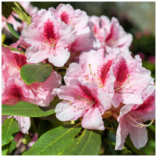 Rhododendron Albert Schweitzer, Potted, Bushy, Bell-Shaped Rose Pink Flowers