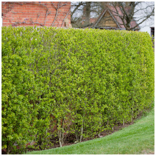 50 Wild Privet Hedging Ligustrum Vulgare Plants Hedge 40-60cm,Quick Growing Evergreen