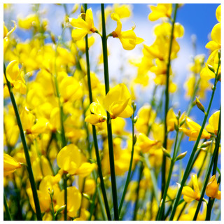 3 Cytisus Praecox 'Allgold' / Yellow Broom Plants in 2L Pots, Spectacular Flowers
