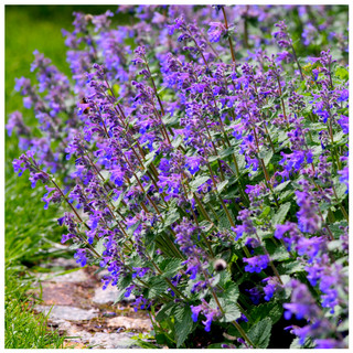 Nepeta 'Six Hills Giant' / Catmint In 9cm Pot, Attractive Aromatic Foliage