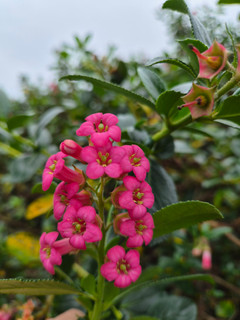 Escallonia Rubra Macrantha in 2L Pot, Hedging Plant Evergreen