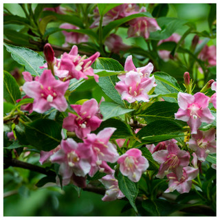 Weigela Rosea Plant In a 2L Pot, Funnel Shaped Pink Flowers