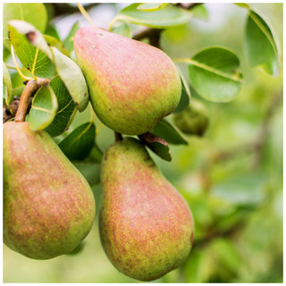 Williams' Bon Chrétien Pear Tree 4ft in 6L Pot,  Ready to Fruit, Old English Dessert Pear