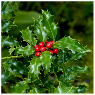 English Holly Ilex Aquifolium Alaska In 2L Pot