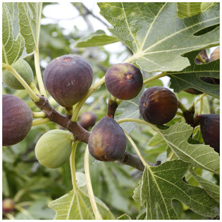 Large Fig Tree 'Brown Turkey' 20-30cm Tall in 2L Pot Ready to Fruit, Sweet Taste
