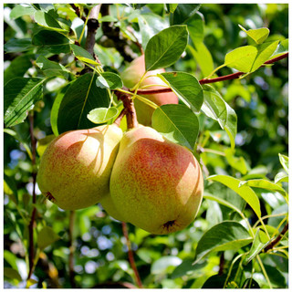 Beurre Hardy Pear Tree 4ft Tall in a 6L Pot, Ready to Fruit, Full & Distinctive Flavour.