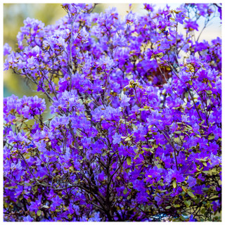 Rhododendron Blue Silver, Bushy, Potted, Outstanding Violet-Blue Flowers, Evergreen