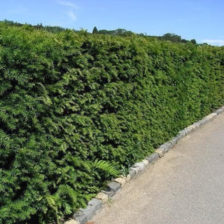 100 English Yew 30-40cm Hedging Plants,4yr old Evergreen Hedge,Taxus Baccata Trees