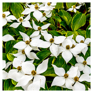 Cornus kousa chinensis / Chinese Dogwood  9cm Pot Tall, Stunning White Flowers