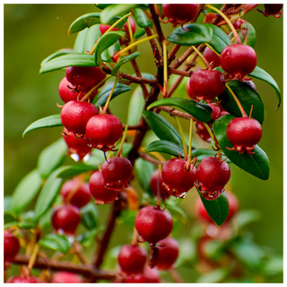 Ugni Molinae 'Bella Berry'  / Chilean Guava In 2L Pot, A Favourite Fruit Of Queen Victoria