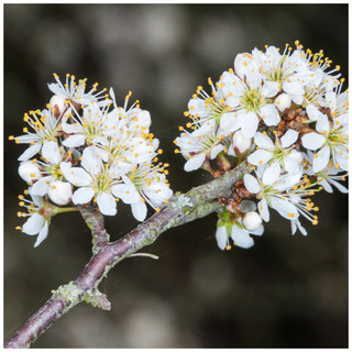 1 Blackthorn Hedging 1ft Tall in 1L Pot, Prunus Spinosa, Native Sloe Berry Hedge