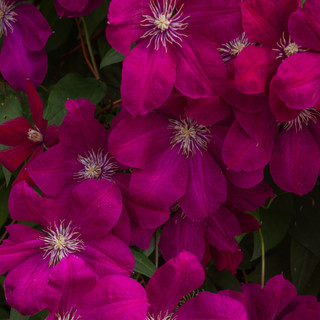 Clematis Rouge Cardinal In a 2L Pot, Beautiful Climber With Crimson Flowers