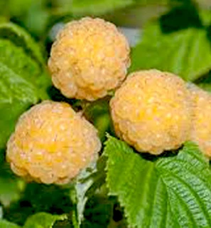 'Fallgold' Yellow Raspberry Cane Multi Stemmed in 1L Pot / Rubus Idaeus 'Fallgold', Extremely Tasty