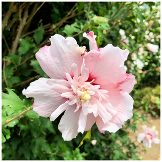 Hibiscus syriacus Blushing Bride Rose of Sharon, 2L Pot Double Pink Flowers