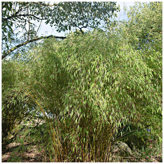 Fargesia Rufa / Chinese Fountain Bamboo in 9cm Pot, Elegant and Fast Growing