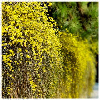 Jasminum Nudiflorum / Winter Flowered Jasmine in 9cm Pot Bright Yellow Flowers In Winter