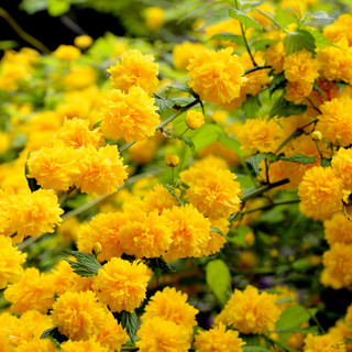 Kerria japonica 'Pleniflora' / Bachelor's Buttons Plant In 9cm Pot, Double Yellow Flowers