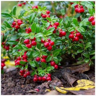 Vaccinium vitis-idaea 'Red Pearl' / Lingonberry Red Pearl in 9cm Pot, Very Tasty Fruit