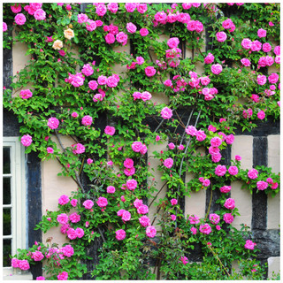 Rosa 'Zephirine Drouhin' Thornless Climbing Rose Bush, Stunning Bright Pink Blooms