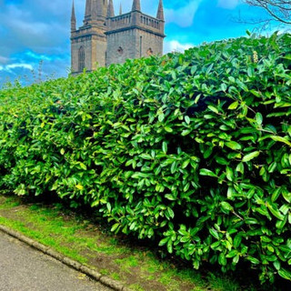 150 Cherry Laurel 2-3ft Multi-Stemmed Prunus Rotundifolia, Evergreen Hedging