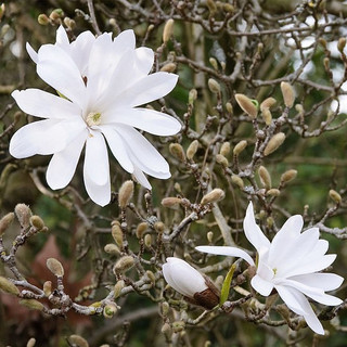 Magnolia 'Stellata' / Star Magnolia in 9cm Pot, Lovely White Star Flowers