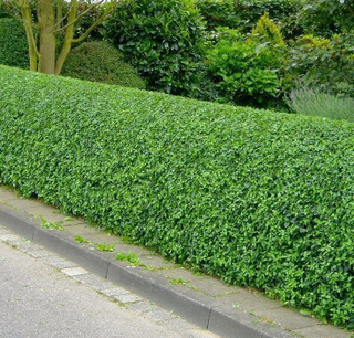 100 Wild Privet Ligustrum Vulgare 2-3ft Plants 60-90cm Evergreen Hedging