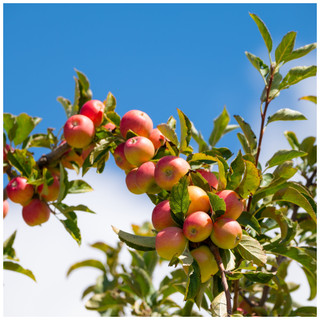 Dwarf Patio Laxton's Superb Apple Tree in 5L Pot, Miniature Tree, Ready to Fruit,Crisp,Sweet,Crunchy & Juicy