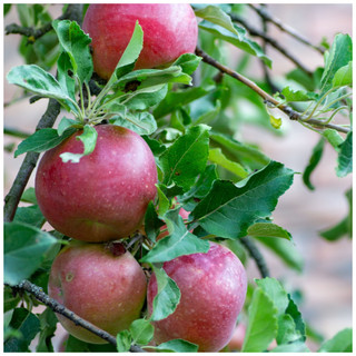 Dwarf Patio Idared Apple Tree in 5L Pot, Miniature Tree, Ready To Fruit,Mild Flavour, Late Season