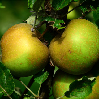 Dwarf Patio 'Egremont Russet' Apple Tree in 5L Pot, Miniature Tree, Self-Fertile, Ready to Fruit,Hardy & Vigorous