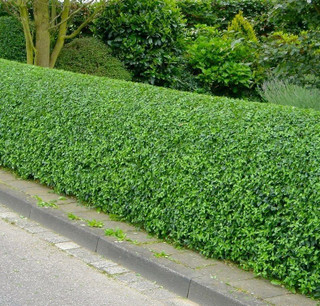 15 Wild Privet Ligustrum Vulgare 2-3ft Plants 60-90cm Evergreen Hedging