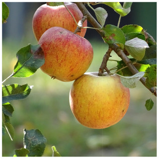 Dwarf Patio Cox's Orange Pippin Apple Tree, Ready to Fruit,Classic English Apple