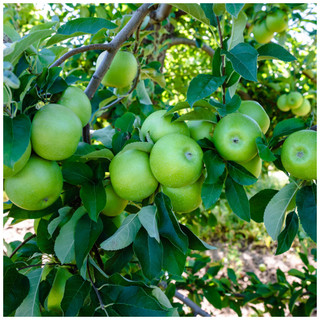 Dwarf Patio Granny Smith Apple Tree, Ready to fruit,Self-Fertile,Green With Sharp Taste