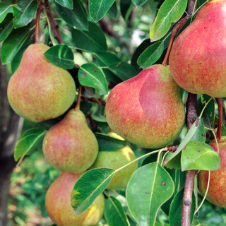 Dwarf Patio Clapps Favourite Pear Tree, Juicy Dessert Pear With Sweet Flavour