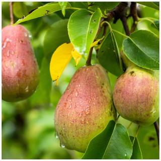 Dwarf Patio Williams' Bon Chrétien Pear Tree, Ready to Fruit, Old English Dessert Pear