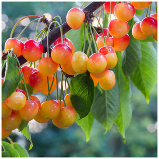 Dwarf Patio Merton Glory Cherry Tree, Large, Red-Flushed, Sweet & Juicy Cherries