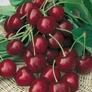 Dwarf Patio Burlat Cherry Tree, Dark Red, Sweet & Juicy Cherries,Ready to Fruit