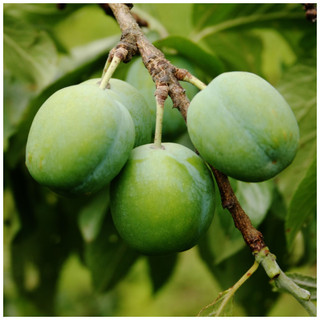 Dwarf Patio Cambridge Gage Plum Tree, Self-Fertile, Green Gage